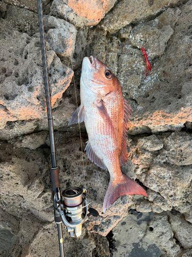 マダイの釣果