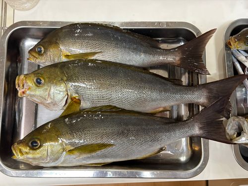 イサキの釣果