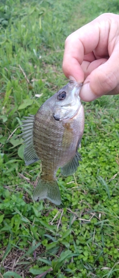 ブルーギルの釣果