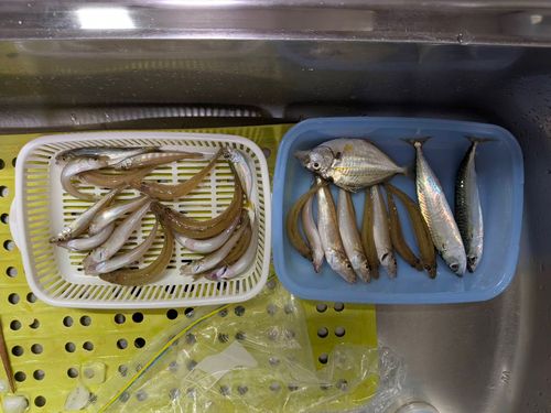 キスの釣果