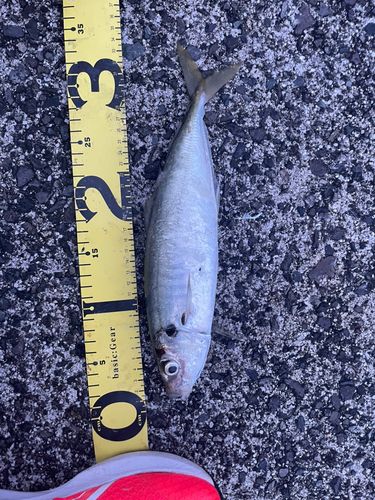 アオアジの釣果