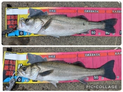 シーバスの釣果
