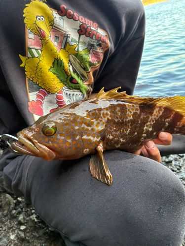 キジハタの釣果