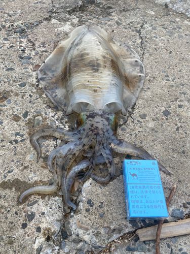 アオリイカの釣果