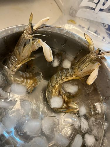 シャコエビの釣果