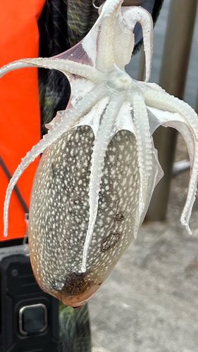 シリヤケイカの釣果