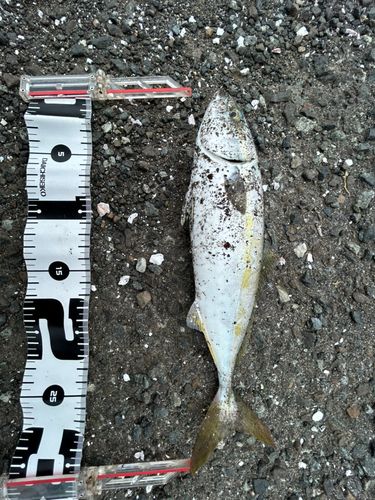 ツバスの釣果