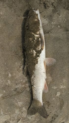 マルタウグイの釣果