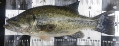 ラージマウスバスの釣果