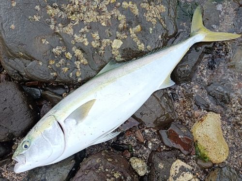 ヤズの釣果