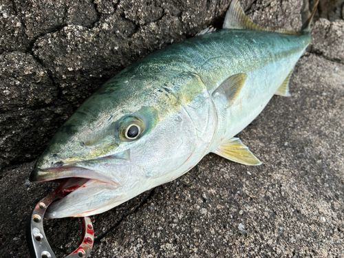 ワラサの釣果