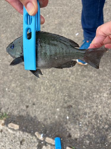 グレの釣果