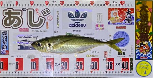 マアジの釣果