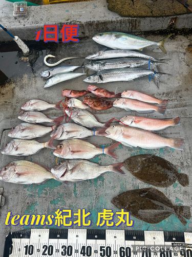 シロアマダイの釣果
