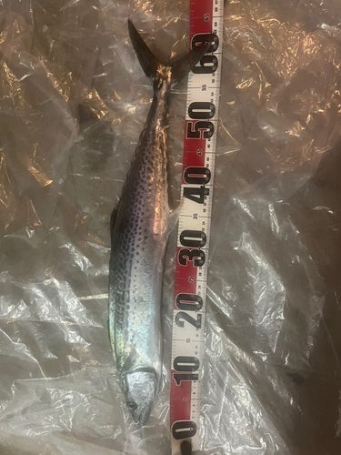 サゴシの釣果