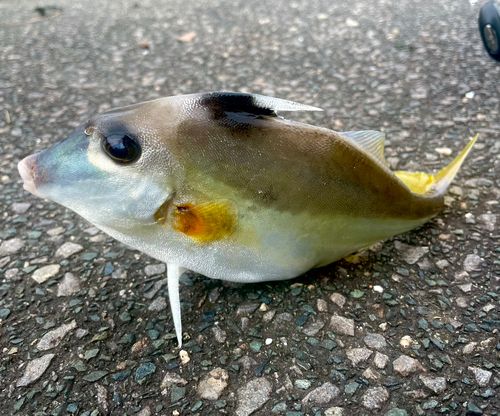 ギマの釣果