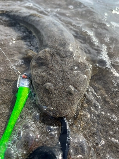 マゴチの釣果