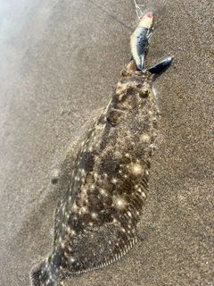 ソゲの釣果