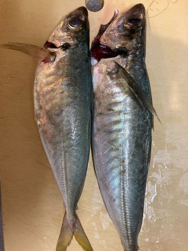 アオアジの釣果