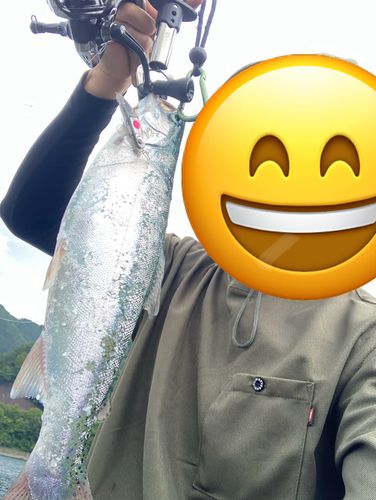 レインボートラウトの釣果