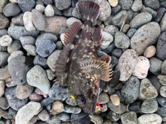 ムラソイの釣果