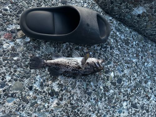 ソイの釣果