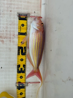 イトヨリダイの釣果