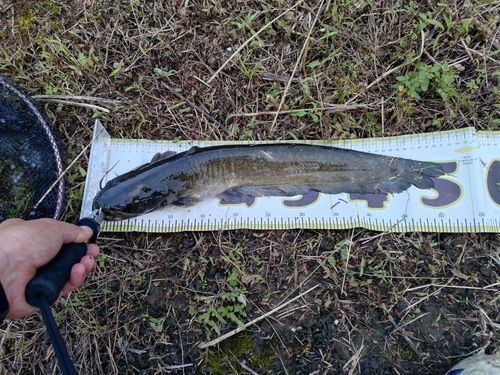 ナマズの釣果