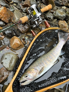 イワナの釣果