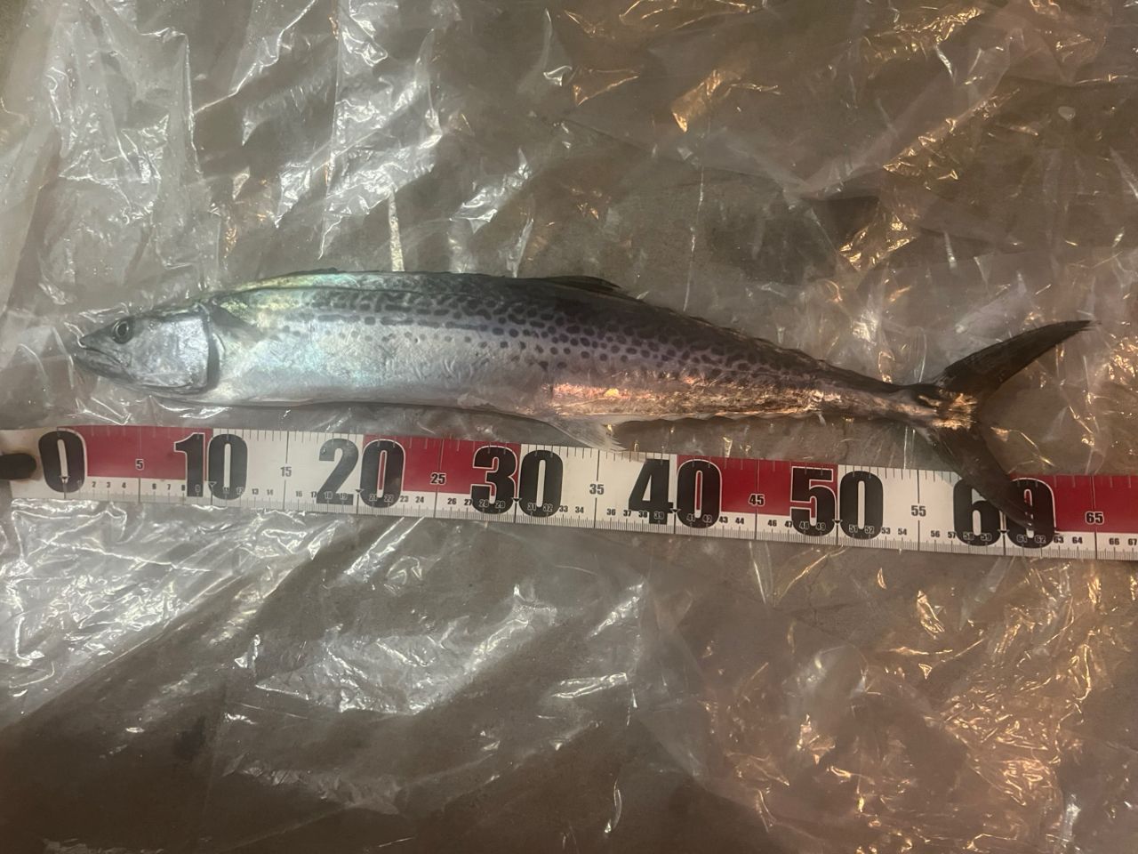ZENAQ ミュートス ソニオ スピニングモデル 100M(RG)の最安値