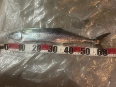 サゴシの釣果