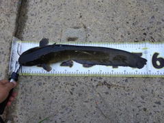 ナマズの釣果