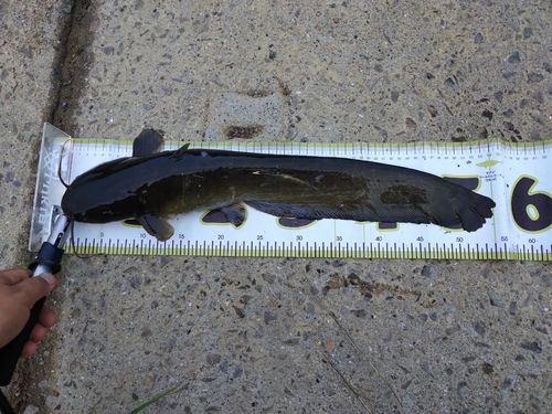ナマズの釣果