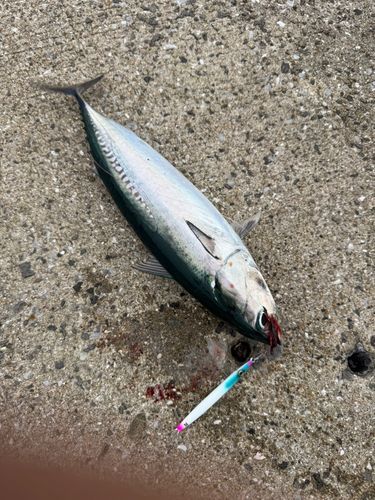 ソウダガツオの釣果