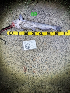 アメリカナマズの釣果