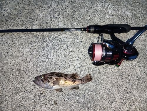 クロソイの釣果