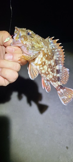 カサゴの釣果