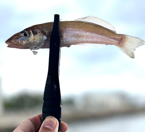 キスの釣果