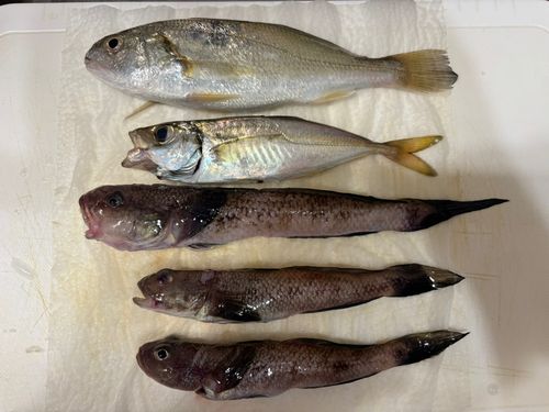アカハゼの釣果