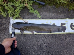 ナマズの釣果