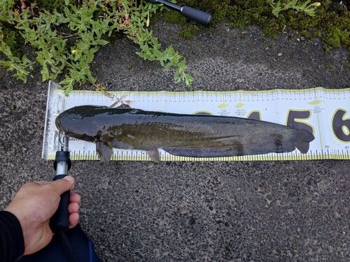ナマズの釣果