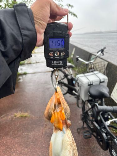 マダコの釣果