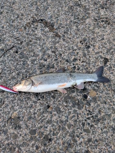ウグイの釣果