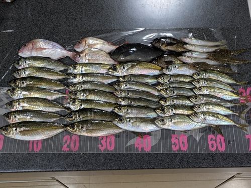 アジの釣果