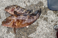 キジハタの釣果