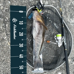 アイナメの釣果