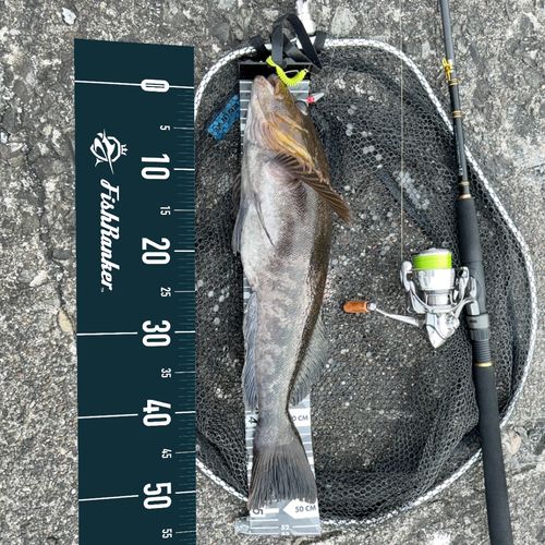 アイナメの釣果