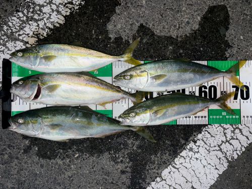 イナダの釣果