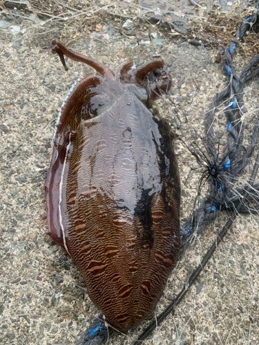 コウイカの釣果