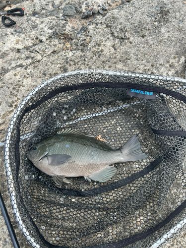 メジナの釣果